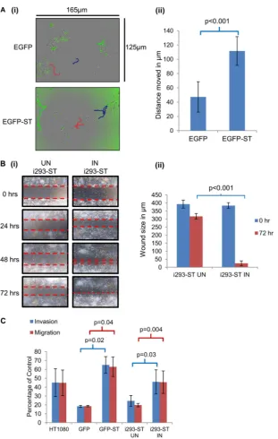 FIG 2 MCPyV ST promotes cell motility, migration, and invasion. (A) (i) HEK293 cells were transiently transfected with either EGFP or EGFP-ST