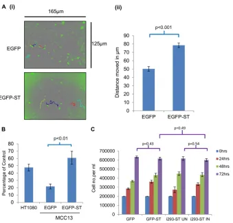 FIG 3 MCPyV ST promotes cell motility and migration in MCC13 cells. (A) (i) MCC13 cells were transiently transfected with either EGFP or EGFP-STexpression vectors