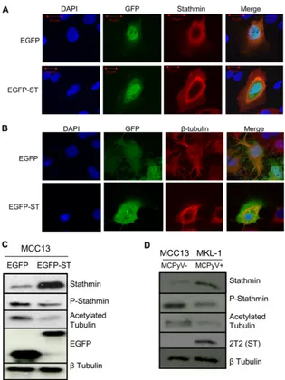 FIG 4 MCPyV ST promotes microtubule destabilization. MCC13 cells were transfected with either EGFP or EGFP-ST expression vectors