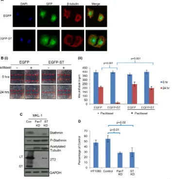FIG 5 Microtubule destabilization is required for MCPyV ST-mediated cell motility. (A) MCC13 cells expressing EGFP or EGFP-ST were incubated in thepresence of paclitaxel