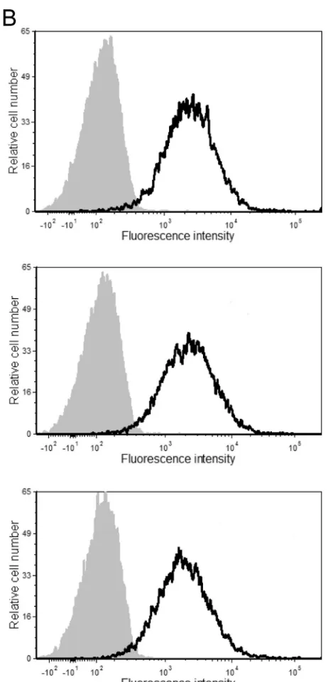 FIG 1 Surface expression levels of ICAM-1. The stable ICAM-1-expressing 293T cell line (A) and PBMCs from three healthy donors (B) were incubated witheither an R-phycoerythrin-conjugated mouse anti-human ICAM-1 antibody (black lines) or an isotype-matched 