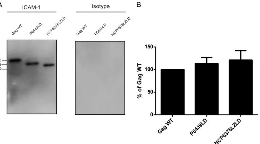 FIG 2 Immunocapture of VLPs carrying mutations in NC, SP2, and p6 domains. (A) VLPs produced by 293T cells stably expressing ICAM-1 were captured byusing magnetic beads coated with either an anti-ICAM-1 (R6.5) or isotype-matched irrelevant biotinylated ant