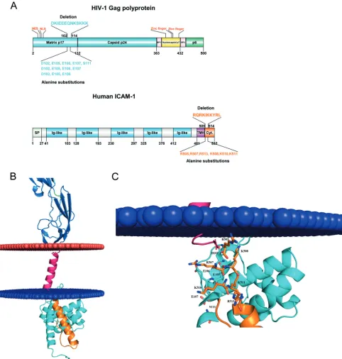 FIG 5 Molecular docking of putative interactions between HIV-1 MA and host-derived ICAM-1