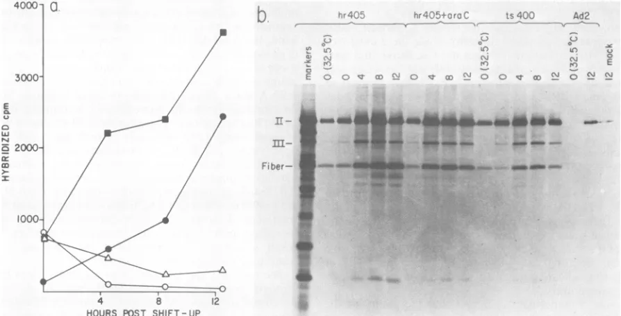 FIG. otherantibodiesextraction.proteinszeronumberspolyacrylamideDNAsynthesis39.5°C.infectedmonolayers[35S]methionine after time synthesis Replicate At are monolayers indicate after point CVc raised 0, Equal were indicated 4, temperature 8, gel