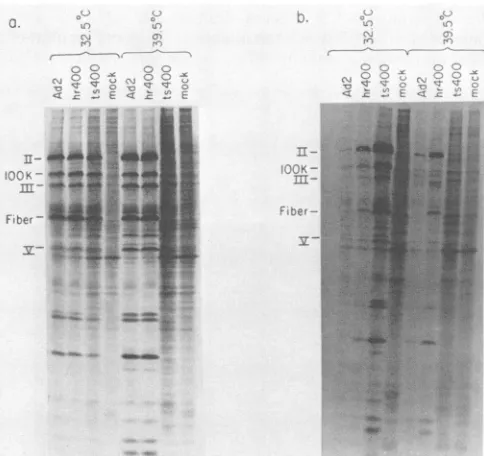 FIG. 2.withConfluentinfectedandinfection,mined Growth of Ad2hr400 (0) and Ad2ts400 (A) at 32.50C