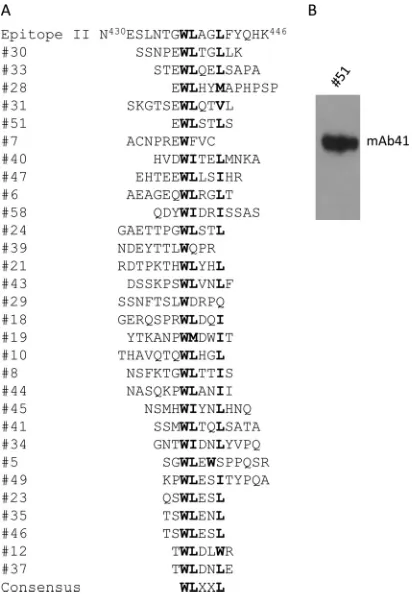 FIG 1 mAb41 recognizes the consensus sequence WLXXL. (A) Results ofphage display screening with mAb41