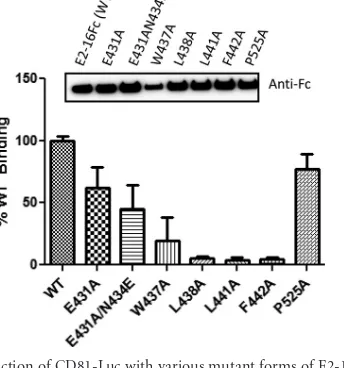 FIG 3 mAb41 pages the E2-CD81 interaction. CD81-Fc was captured onprotein G magnetic beads and then incubated with E2-FLAG, with or withoutmAb41, Fab41, or Fab41 complexed with either epitope II or the epitope IImimic peptide