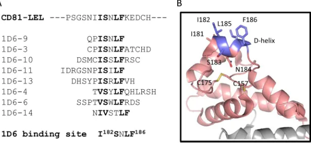 FIG 5 Epitope II peptide interferes with E2-CD81 interaction. E2-16Fc wasimmobilized on a protein A-coated luminescence plate and then incubatedwith CD81-Luc in the presence of different amounts of epitope II peptide,epitope II mimic peptide, or a non-E2 p