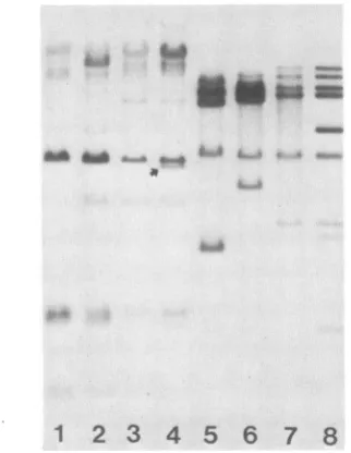 FIG. 4.testeseitherdescribedandarrowmissing Hypomethylated endogenous MuMTV proviral DNA in of different mouse strains