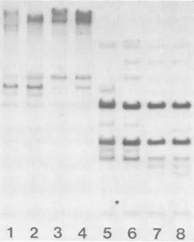 FIG.6.fetuses;rowtumormaleRNA.describedextractedbeginsright)RNA.proceedsMuMTVRNAsEach MuMTV-specific RNA in GR/A mouse tissues