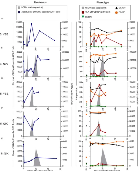FIG 4 Flow cytometric longitudinal analysis of PB hCMV-speciﬁc CD8total hCMV-speciﬁc CD8(lefthCMV-pp65-NLV-speciﬁc CD8� T cells