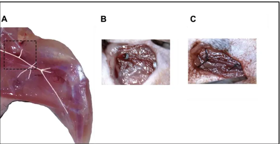 Figure C2.1 The two-stage surgical HLI model. A, shows the region where the surgical manipulations of FA were performed