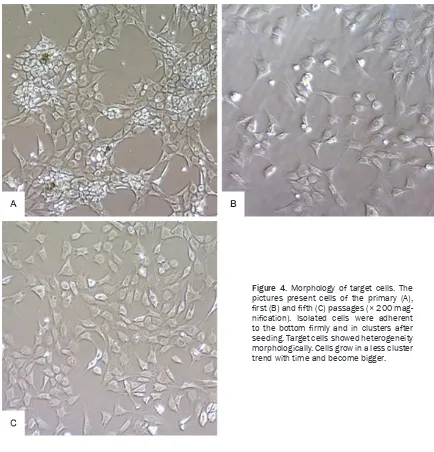 Figure 4. Morphology of target cells. The pictures present cells of the primary (A), 