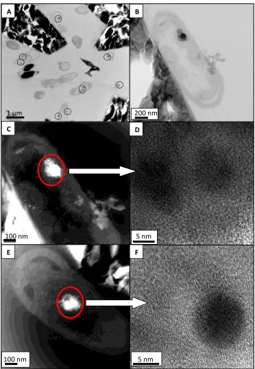 Figure S2.6.  A) TEM image of S. putrefaciens CN32 associated with Pb-jarosite at 48 hours