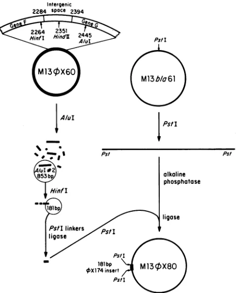 FIG. 2.0.2%cellsforsequences.M134X106,Samples Restoration of normal phage growth by the cloned OX E