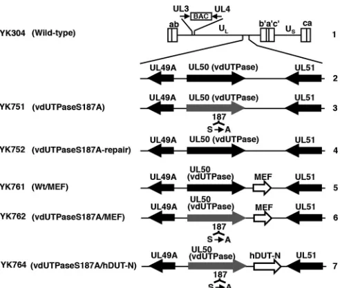 FIG 1 Schematic diagrams of the genome structure of the wild-type and re-combinant HSV-1 viruses used in this study