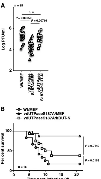 FIG 3 Effect of cellular dUTPase overexpression on HSV-1 replication in theCNS of mice