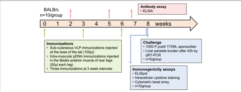 FIGURE 1 | Schematic of experimental design. In each experiment, mice (splenocytes used for immunogenicity assays