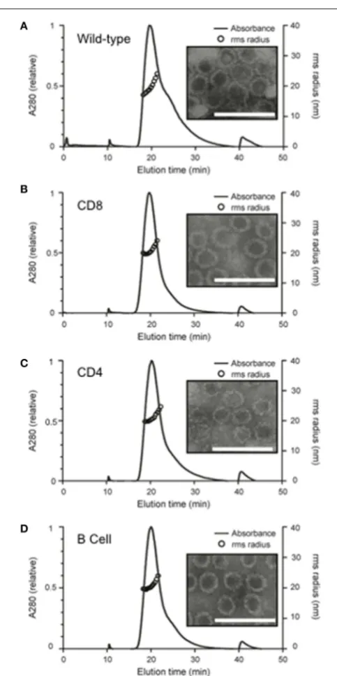 FIGURE 2 | Structural analysis ofline) for each sample, and particle size is shown as root-square-radius (openchimeras