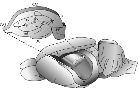 Figure 1. Anatomy of the rat hippocampus. Towards the left is thefrontal area of the brain and to the right, the cerebellum