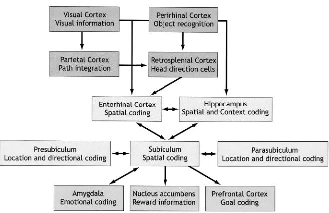 Figure 2. Simpliﬁed anatomical afferent and efferent connections between the hippocampus and other brain areas relevant to spatialprocessing including some of their attributed functions.