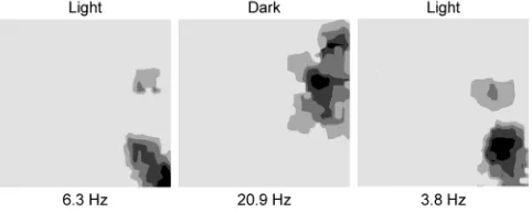 Figure 3. Inﬂuence of visual information on spatial coding in placeﬁring frequencies of neuronal discharges are represented by differentgray levels on steps of 20%