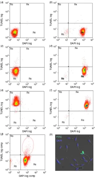 Fig. 1.Calibration of flow cytometer for boar spermatozoa subjected to different stainingsperm subpopulation encircled by dotted line; (DNase-treated FITC-positive control with DAPI, P2; (negative control in label solution with DAPI, N2; (treatments for FI