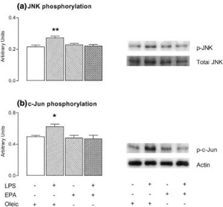 Fig. 1 The lipopolysaccharide (LPS)-induced increases in phos-phorylation of c-Jun N-terminal kinase (JNK) and c-Jun in hippocampalneurones are abrogated by treatment with eicosapentaenoic acid(EPA)