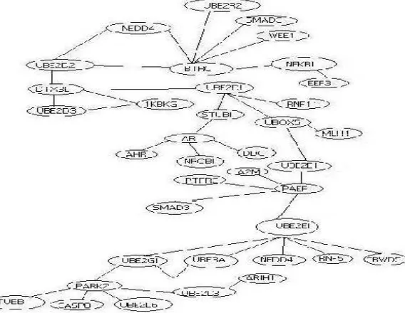 TABLE I.  Degree of Connectivity  of  Proteins in the subnetwork given in figure 1. 