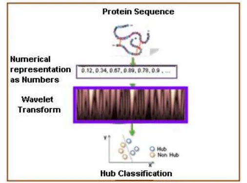 Fig 2.  A sample procedure of applying wavelet analysis in Hub protein classification 
