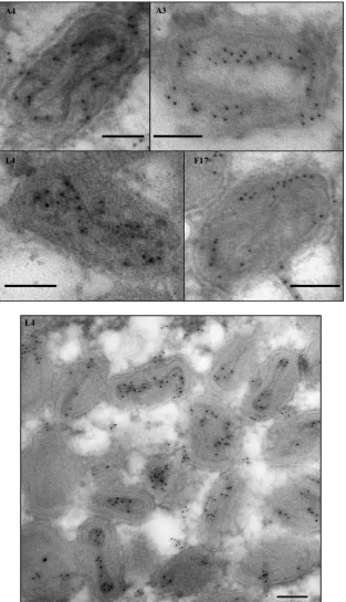 FIG 1 Localization of vaccinia virus core proteins in the virions. Cells were infected at an MOI of 10 with vE6i in the presence of IPTG and incubated at 37°C.At 24 h postinfection, cells were processed for immunoelectron microscopy as described in Materia