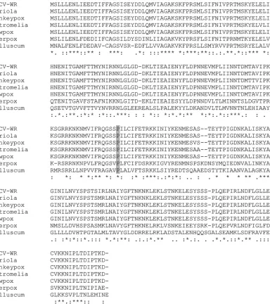 FIG 2 Analysis of L4 sequence. The protein sequences were obtained fromMultiple. The gray box highlights residue 138 (proline) that is mutated in the mutant Ets85