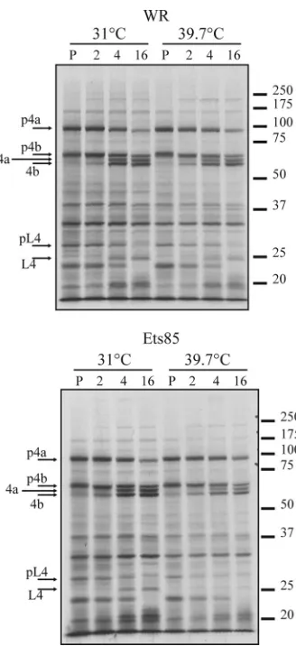 FIG 6 Analysis of protein processing during infection. Cells were infected atSome cells were harvested after the 30-min pulse (P), and some were incubatedat 31°C or 39.7°C for 2, 4, or 16 h in medium lacking [an MOI of 10 with WR or Ets85 and incubated at 