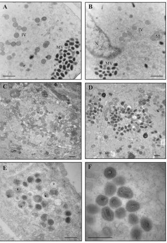 FIG 7 Viral morphogenesis: conventional ﬁxation. Cells were infected with WR or Ets85 at an MOI of 10 and incubated at 31°C or 39.7°C