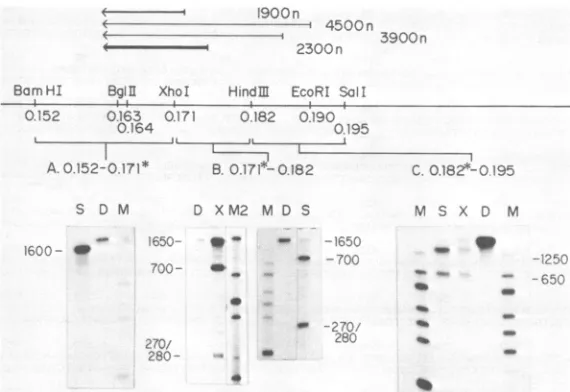 FIG. 2.BamHI-XhoIHaeII-digested430/439,fragmentunits)3'material,bottom):nucleaseS1-digested labeled Localization of the mRNAs by Si nuclease and exonuclease VII mapping