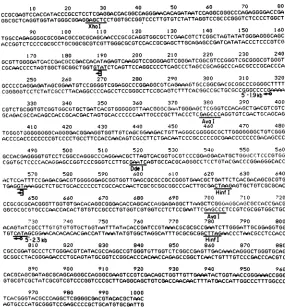 FIG. 4.Pvull,E) Sequencing strategy and summary. High-resolution restriction maps for Xhol, Hinfl, Sinal, Aval, and Ddel sites are shown, as well as the length of sequence ladders from DNA 5' labeled at such sitesThe locations of the 5' ends of the 2.3-kb (p) and the 1.9 kb (P3y) mRNAs and of the translational start and stop (Z) codons are shown.