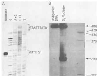 FIG. 5.2.3-kb (A) Precise localization of the alkaline exonuclease mRNA.IHSV
