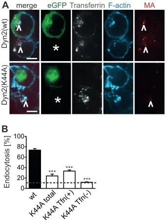 FIG 3 Effect of dnDyn-2(K44A) on endocytotic uptake of HIV-1 intoSupT1-R5 cells. (A) SupT1-R5 cells transiently expressing eGFP–Dyn-2(wt)(top, green) or eGFP–dnDyn-2(K44A) (bottom, green) were incubated withHIV-1MA.mCherry (red) for 3 h at 37°C, ﬁxed, and 