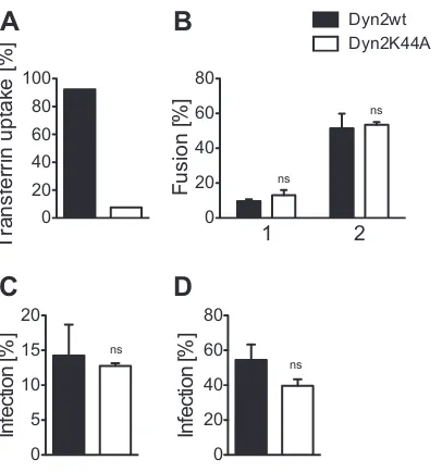 FIG 4 Effect of dnDyn-2(K44A) on HIV-1 cytoplasmic entry and infectivity.