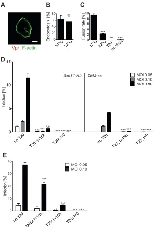 FIG 6 Contribution of internalized HIV-1 to productive infection after prolonged preincubation at a temperature not permissive for fusion