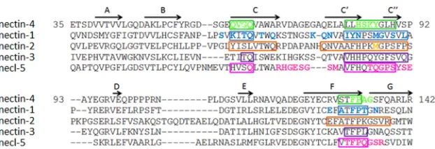 FIG 1 Sequences and interactions of the Ig V domain of nectins and necl-5. The protein sequences of human nectin-4 (C(Q96NY8), nectin-1 (Q15223), nectin-2Q92692), nectin-3 (Q9NQS3), and necl-5 (P15151) from the UniProt database (http://www.uniprot.org/) we