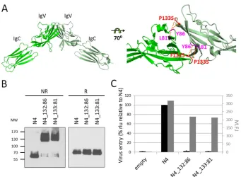 FIG 2 Blocking access to the nectin-4 adhesive interface prevents infection. (A) Nectin-4 homodimer (PDB 4FRW) with cross-linking disulﬁde bridges.Structural coordinates were processed using PyMOL