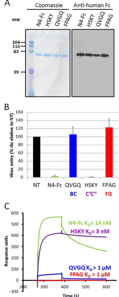 TABLE 1 Binding kinetics of soluble H ectodomains to soluble nectin-4ectodomains