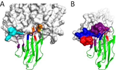 FIG 8 Nectin-4 binding to the MeV hemagglutinin or to itself. (A) Nectin-4(backbone representation) in complex with the MeV hemagglutinin (surfacerepresentation [PDB 4GJT])