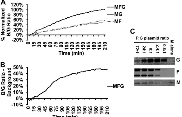FIG 1LaM allows measurement of viral entry kinetics. (A) Viral entry kinetics of WT NiVLPs (MFG) relative to negative controls (MF and MG)