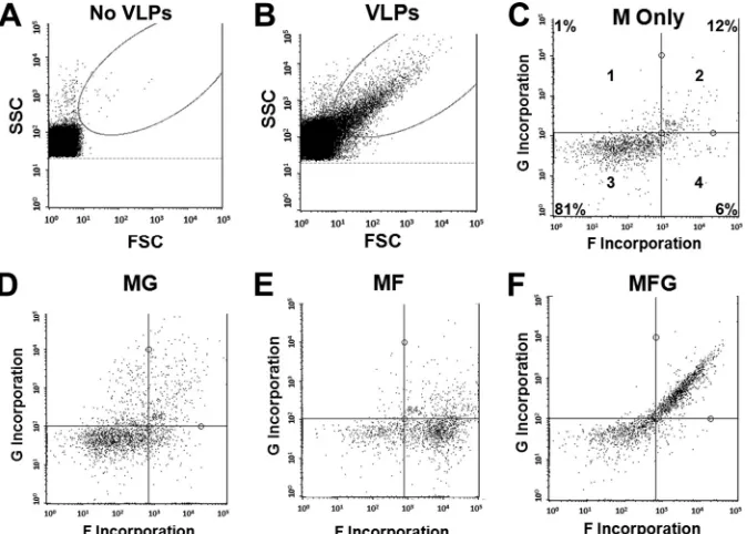 FIG 3 Flow virometry of NiVLPs. (A and B) Graphs of forward (x axis) versus side (y axis) scatters for the buffer sample containing only 5% sucrose-NTE bufferwithout any VLPs (from a mock transfection) (A) or containing VLPs (B)