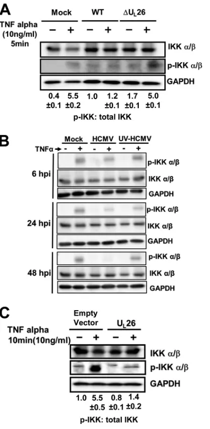 FIG 6 UL26 blocks IKK phosphorylation. (A) MRC5 cells were mock infectedor infected with WT or �U26 HCMV (MOI � 3.0)