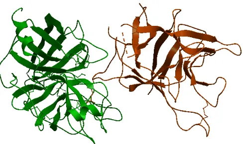 Figure 1.1: A non-obligate complex PDB ID 1avw with its interacting chains A and B,shown in different colors.