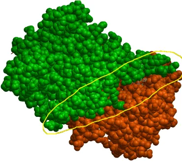 Figure 2.5: Protein-protein interaction for complex PDB ID 1cli. The highlighted areaindicates the interface or the place where interaction occurs between the two chains.