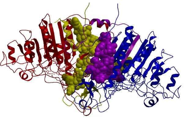 Figure 3.1: An obligate complex PDB ID 1b8j with its interacting chains A and B as shownin different colors, red and blue